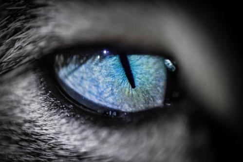 Oeil de chat